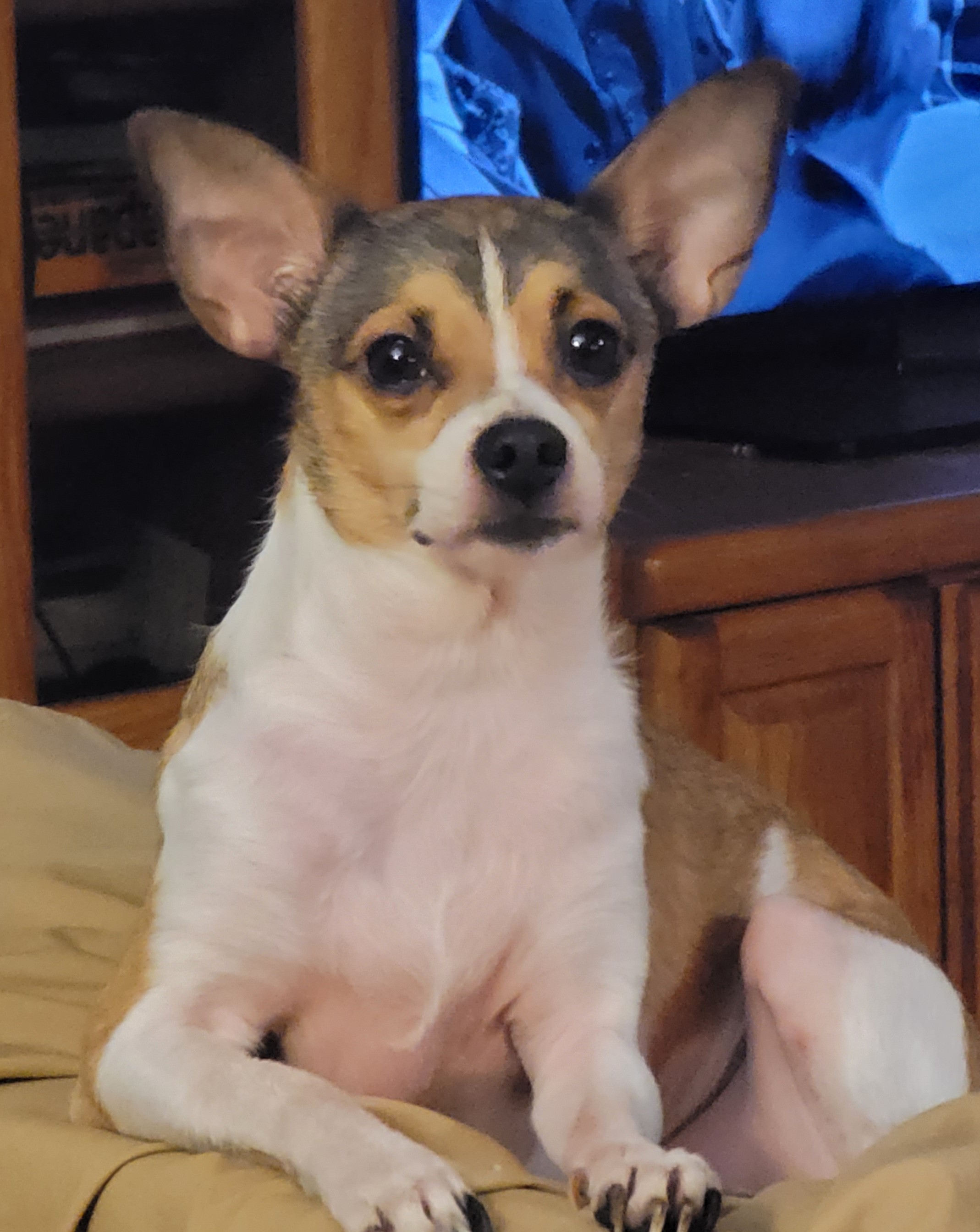 Lucy's Petopia Is Here: Your New Favorite Online Pet Store Has Arrived